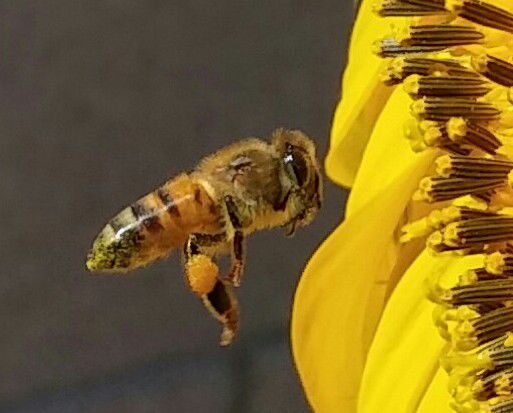 Busy Bee